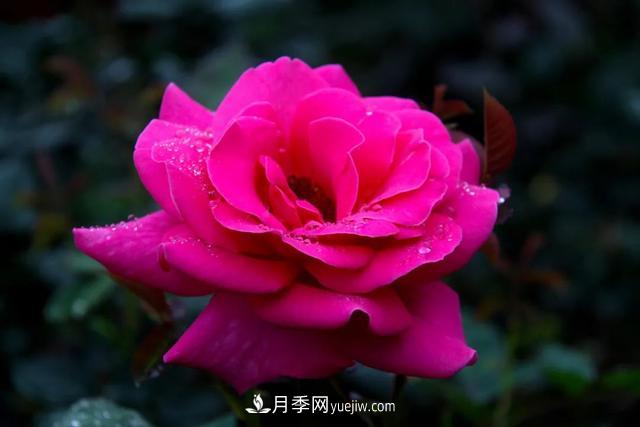 月季正紅：唯有此花開不厭，一年長占四時春(圖1)