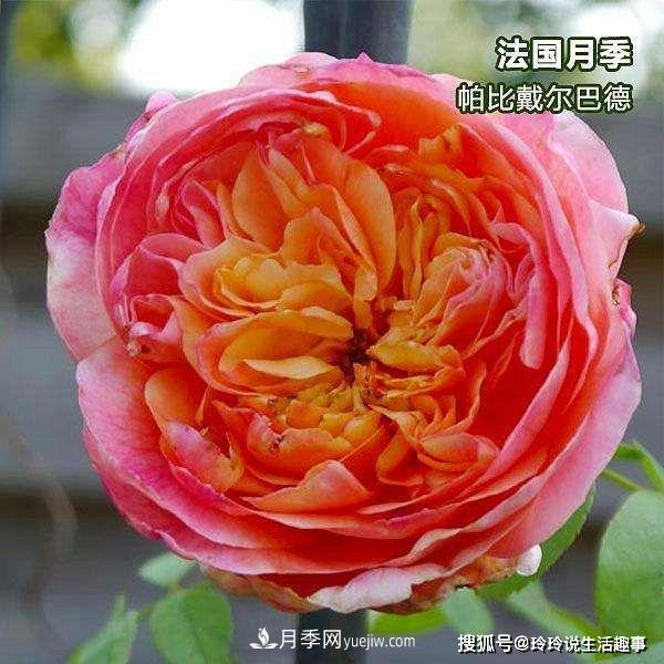 喜歡玫瑰，不如養(yǎng)“優(yōu)良月季”戴爾巴德，古典花型，美麗怡人！(圖2)