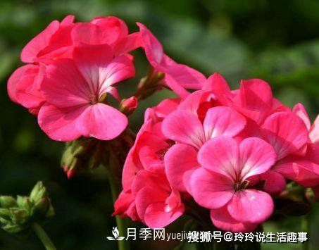 喜歡玫瑰，不如養(yǎng)“優(yōu)良月季”戴爾巴德，古典花型，美麗怡人！(圖4)