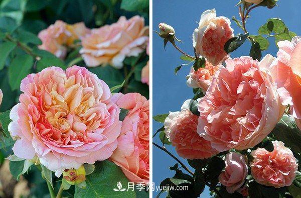 喜歡玫瑰，不如養(yǎng)“優(yōu)良月季”戴爾巴德，古典花型，美麗怡人！(圖1)