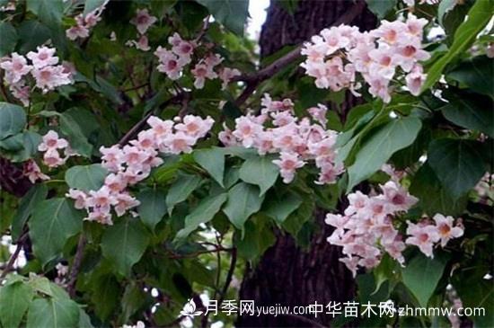 楸樹(shù)的價(jià)值有哪些，可美化環(huán)境還有藥用價(jià)值(圖1)