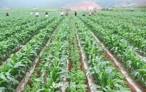 南陽農(nóng)作物30種間作套種方法，趕快收藏！(圖1)