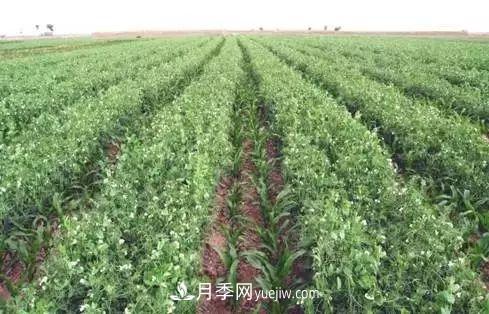 南陽農(nóng)作物30種間作套種方法，趕快收藏！(圖2)