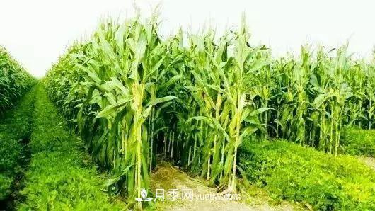 南陽農(nóng)作物30種間作套種方法，趕快收藏！(圖3)