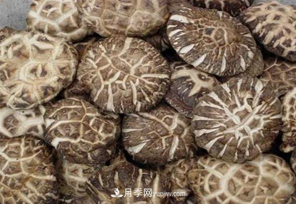 南陽西峽花菇種植技術(shù)(圖1)