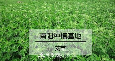 南陽艾草的種植方法，艾草的種植技巧(圖1)