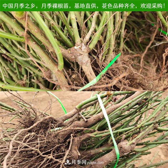 冬季實惠的裸根月季苗，栽種做好3件事，冬季室內(nèi)有花看(圖1)