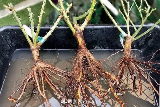秋冬季節(jié)買的裸根月季苗，選購、上盆和恢復指南，南北地區(qū)差別大(圖1)