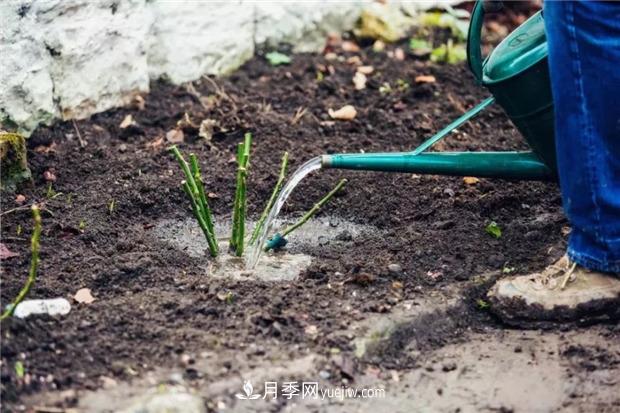 秋冬季節(jié)買的裸根月季苗，選購、上盆和恢復指南，南北地區(qū)差別大(圖3)