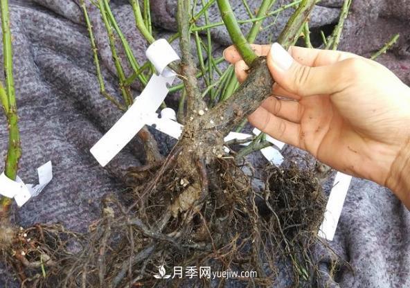 月季裸根大苗開花多見效快，網(wǎng)購注意事項(圖1)