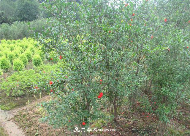 4個(gè)潮流綠化樹(shù)，樹(shù)狀月季超高性價(jià)比，打造盛夏花園(圖3)