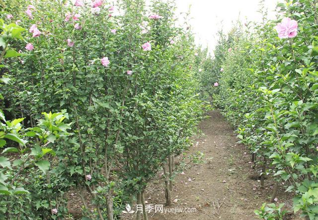 4個(gè)潮流綠化樹(shù)，樹(shù)狀月季超高性價(jià)比，打造盛夏花園(圖4)