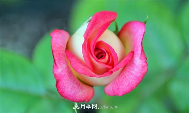 法國月季的摩納哥公主、摩納哥公爵和摩納哥王妃夏琳是什么關(guān)系？(圖1)