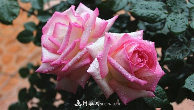 法國月季的摩納哥公主、摩納哥公爵和摩納哥王妃夏琳是什么關(guān)系？(圖2)