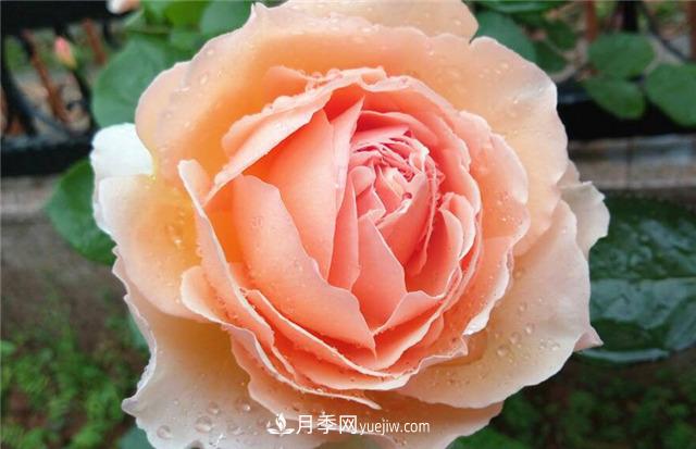 法國月季的摩納哥公主、摩納哥公爵和摩納哥王妃夏琳是什么關(guān)系？(圖4)