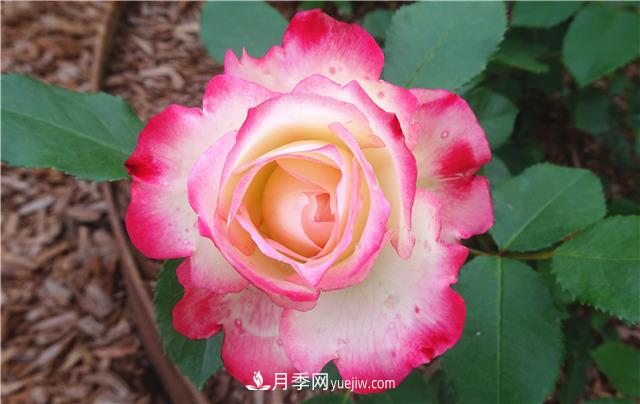 法國月季的摩納哥公主、摩納哥公爵和摩納哥王妃夏琳是什么關(guān)系？(圖3)