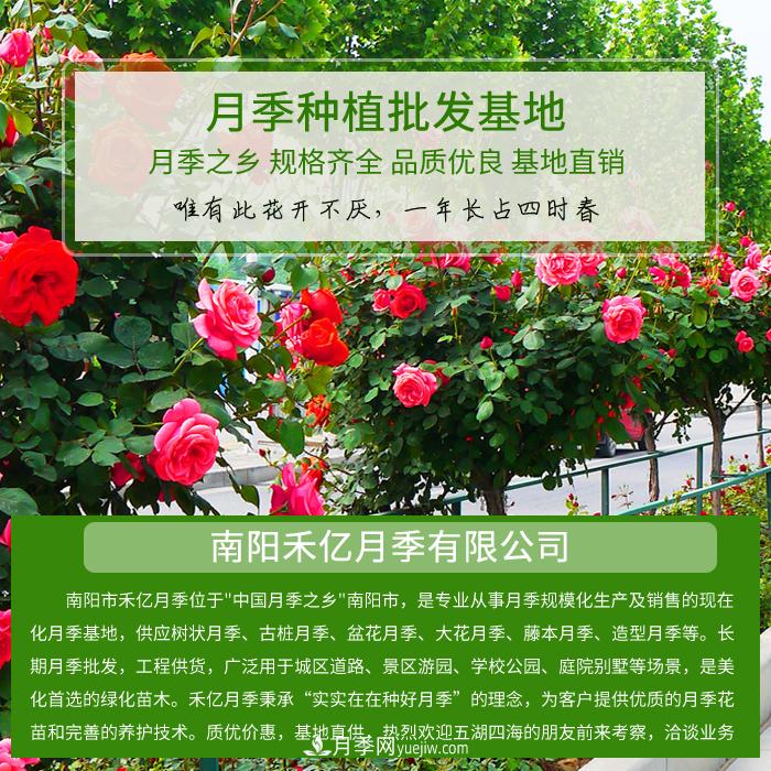 南陽禾億月季基地，樹狀月季和月季裸根苗大量上市歡迎采購(圖1)