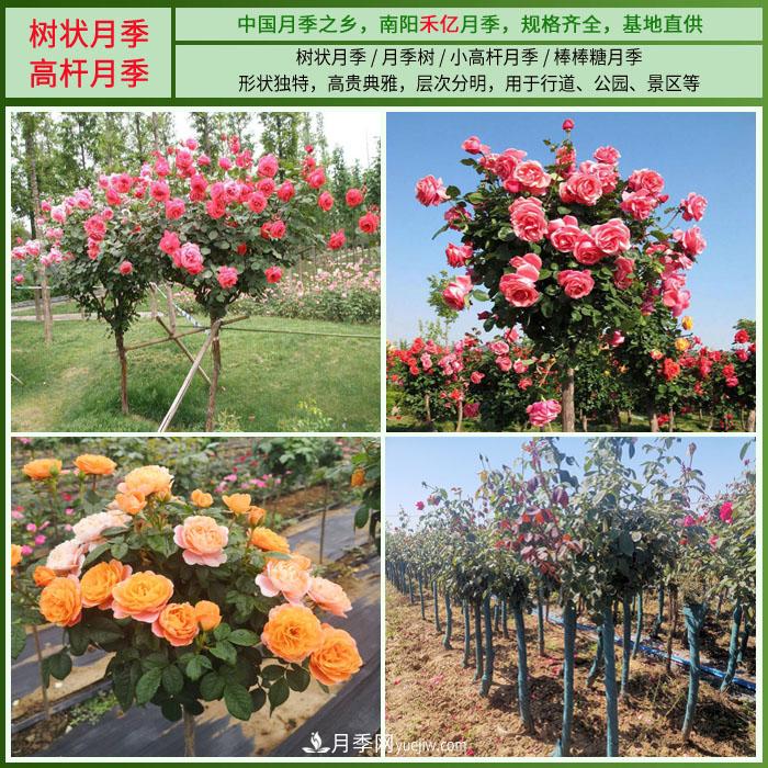 南陽禾億月季基地，樹狀月季和月季裸根苗大量上市歡迎采購(圖2)