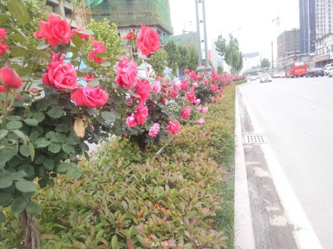 山西運(yùn)城：月季花街，賞花要讓花入你眼中來(lái)(圖1)