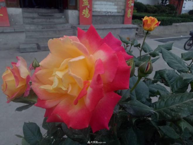山西運(yùn)城：月季花街，賞花要讓花入你眼中來(lái)(圖2)