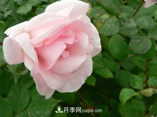 6款月季，家里養(yǎng)月季選它，好看好養(yǎng)好聞，是盆栽佳品(圖3)