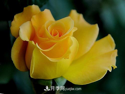6款月季，家里養(yǎng)月季選它，好看好養(yǎng)好聞，是盆栽佳品(圖5)
