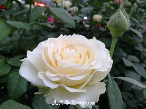 6款月季，家里養(yǎng)月季選它，好看好養(yǎng)好聞，是盆栽佳品(圖4)