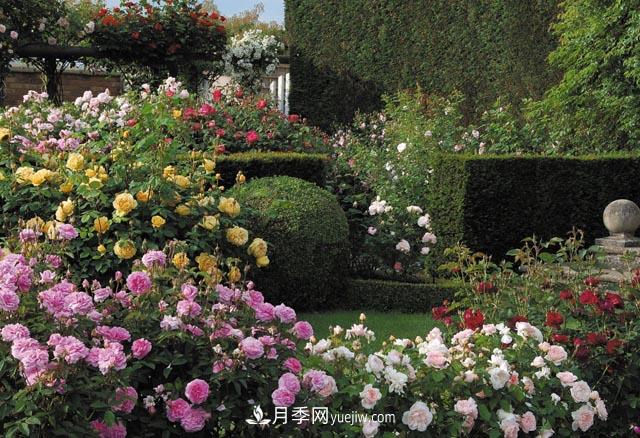 在農(nóng)村種植綠化苗木有發(fā)展前途嗎？種什么苗木有市場(chǎng)？(圖1)
