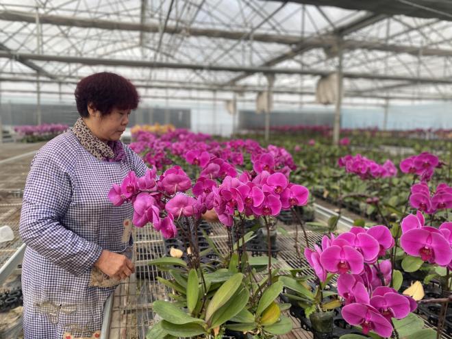 寧夏賀蘭：花卉產(chǎn)業(yè)為鄉(xiāng)村振興注入新動能(圖1)