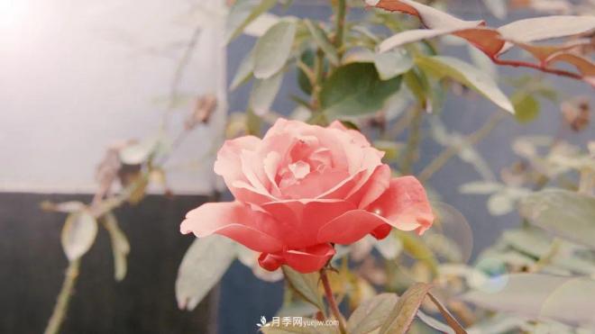 牽手農(nóng)科院！蘭州新區(qū)將建西北***大月季種質(zhì)資源圃(圖1)