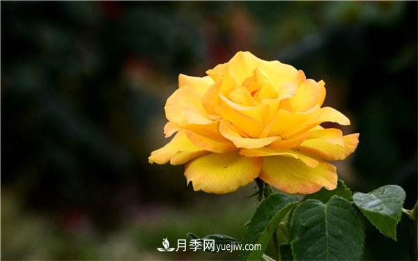 有什么后悔種的月季品種？不值得買的月季品種(圖1)