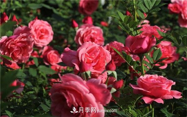 有什么后悔種的月季品種？不值得買的月季品種(圖2)