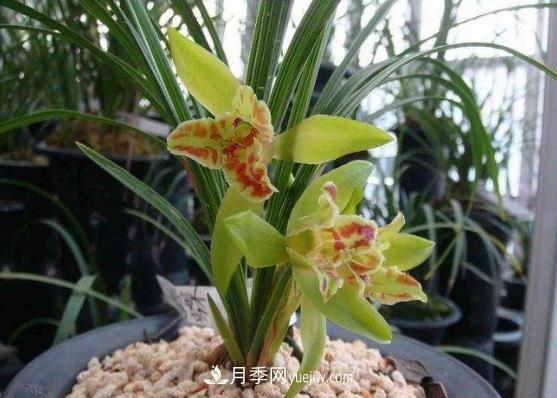 十大名貴蘭花品種，***好看的蘭花排名(圖1)