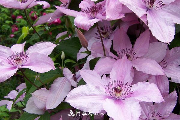 如夢(mèng)鐵線蓮品種(圖1)