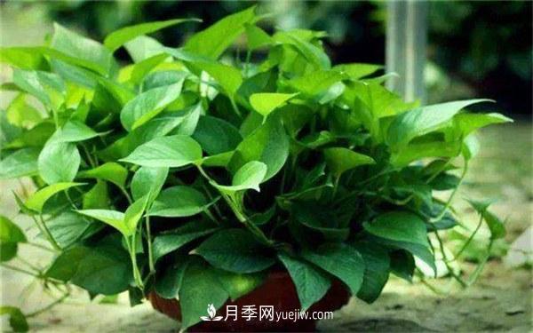 室內(nèi)十大凈化空氣植物，誰吸收有害氣體***有效？(圖1)
