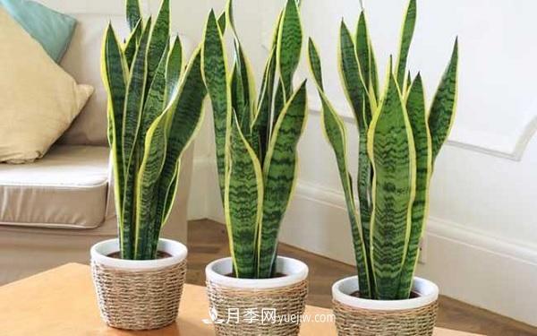 室內(nèi)十大凈化空氣植物，誰吸收有害氣體***有效？(圖3)