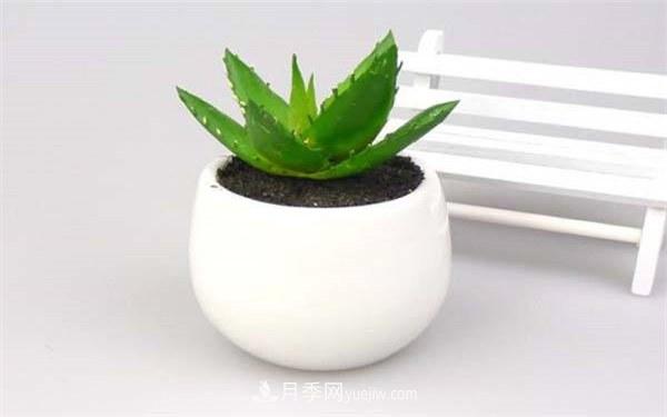 室內(nèi)十大凈化空氣植物，誰吸收有害氣體***有效？(圖2)