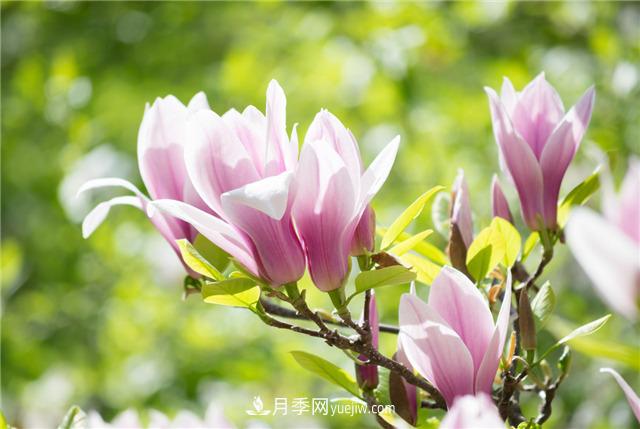 中國***香的五種花排名，我愛白玉蘭(圖1)