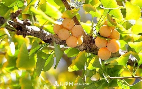 北方庭院十大吉祥之樹，種什么樹寓意好？(圖1)