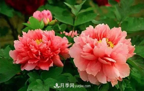 十大耐寒名花，判斷耐寒性較強(qiáng)的花卉(圖1)