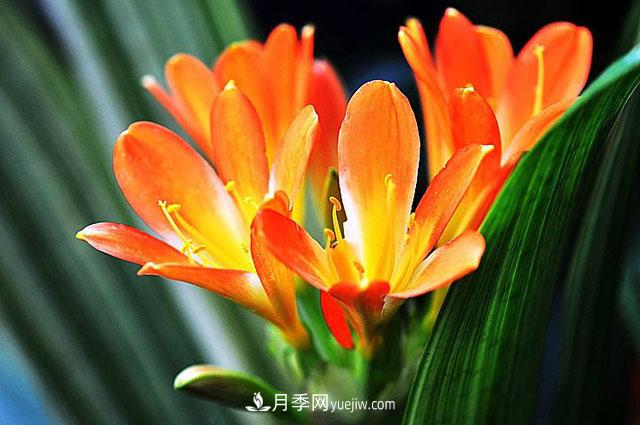 11種友誼之花，***能代表友情的花卉(圖1)