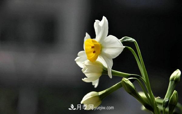 常見的草本植物有哪些？(圖2)