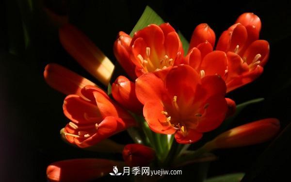 常見的草本植物有哪些？(圖5)