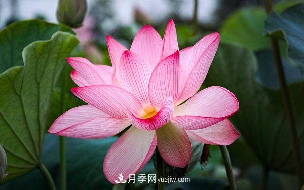 常見的草本植物有哪些？(圖4)