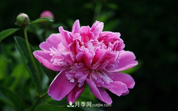 常見的草本植物有哪些？(圖1)