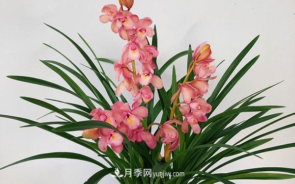 蘭花栽培方法是什么？怎么樣才能養(yǎng)好蘭花？(圖1)