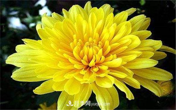 北方秋天開的花有哪些？哪個***好養(yǎng)？(圖1)