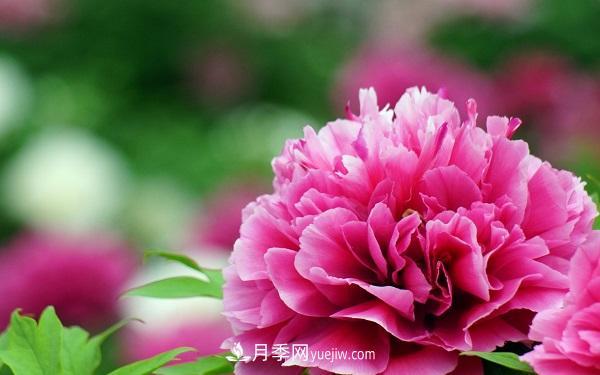 家庭牡丹花怎么養(yǎng)？要注意哪些方面？(圖1)