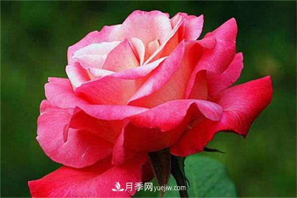 月季花的養(yǎng)殖方法，如何達(dá)到爆盆？(圖1)