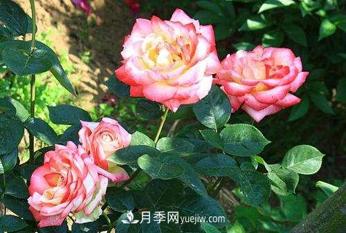 月季為什么老是黑桿？月季長(zhǎng)蟲(chóng)怎么辦？(圖1)